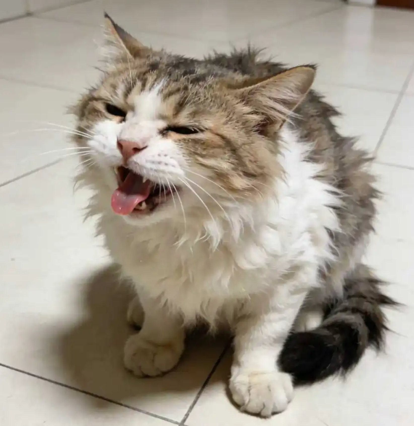 How Do I Solve Litter Box Problems