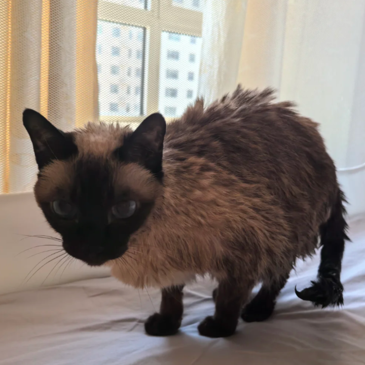 How Do I Bathe My Cat Without Getting Scratched