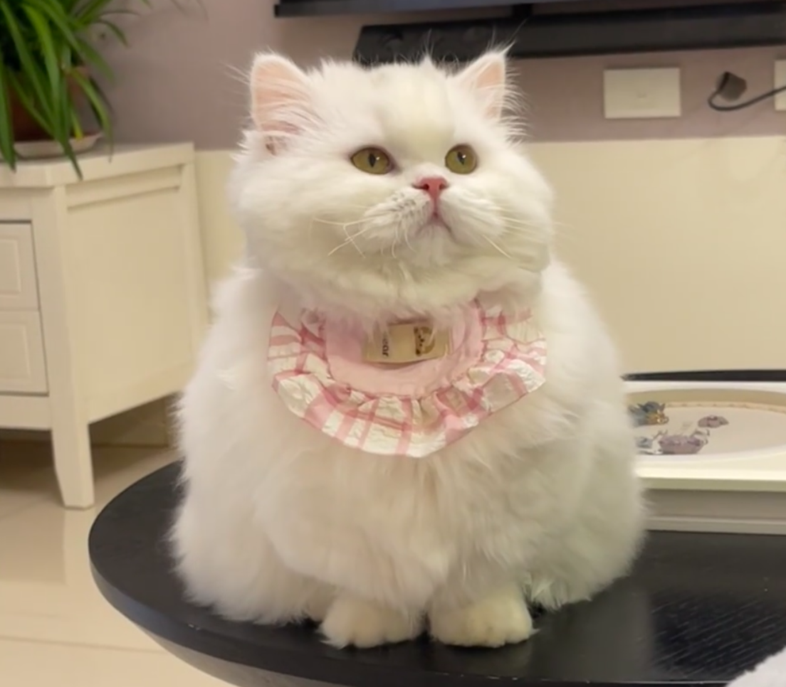 What Are the Signs of Cognitive Decline in Senior Cats