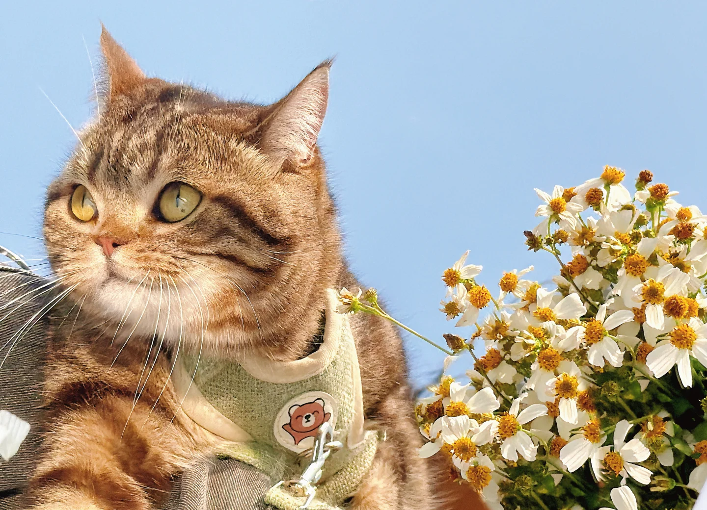 When Should I Deworm My Cat