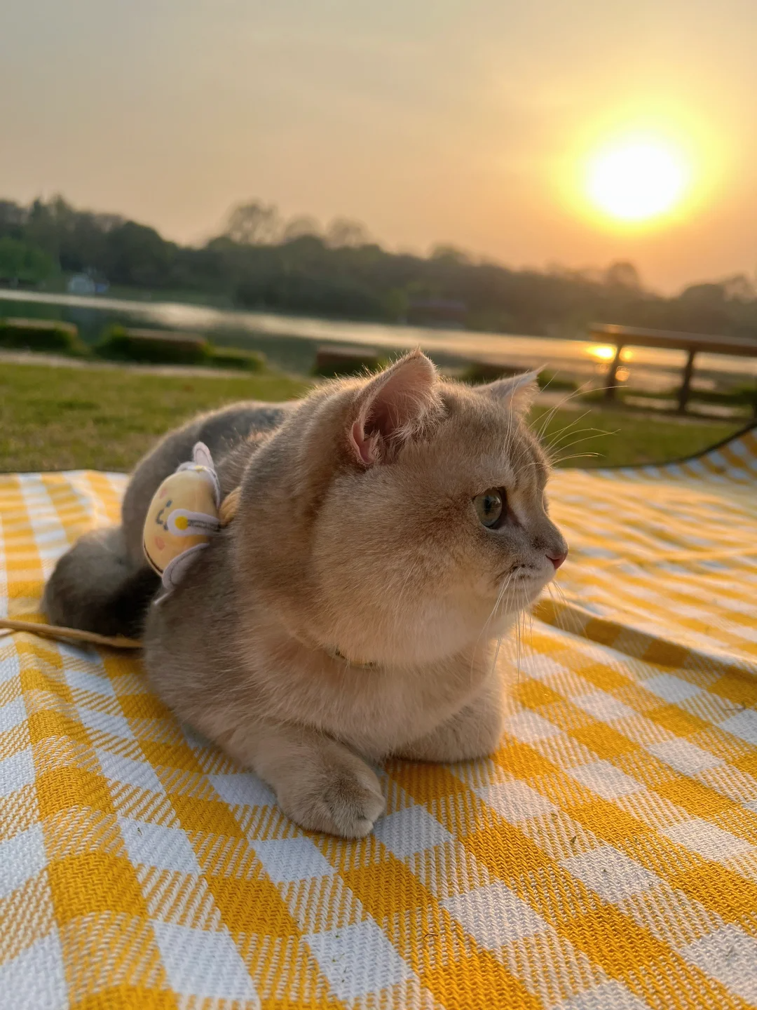 How Often Should I Feed My Kitten