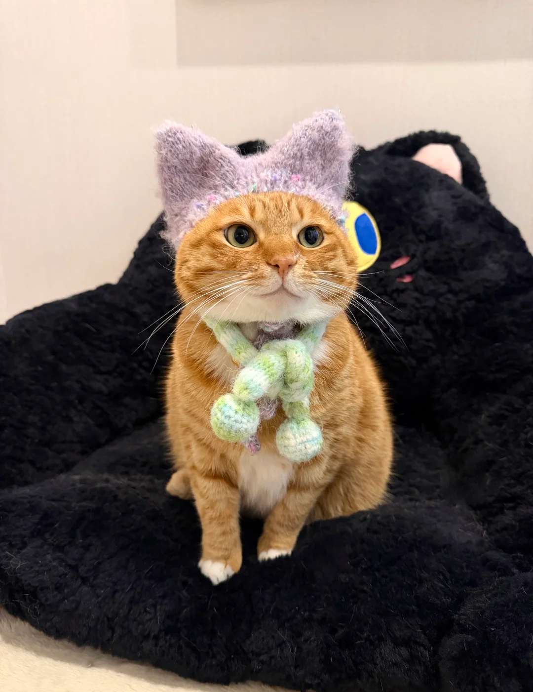 How Do I Litter Train a Kitten