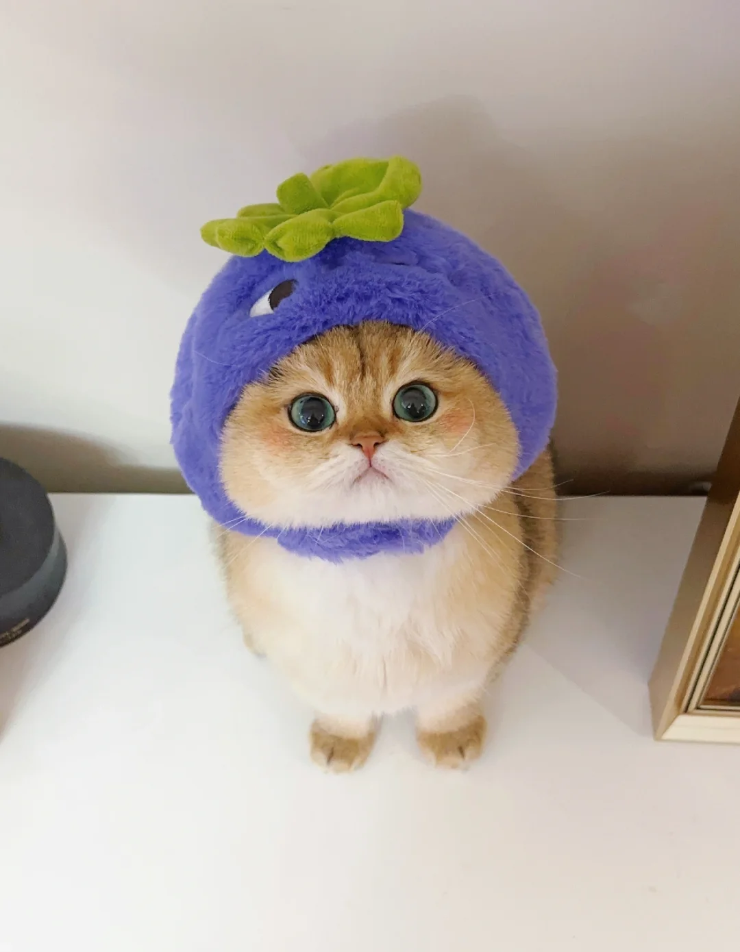 What Is Cat Litter