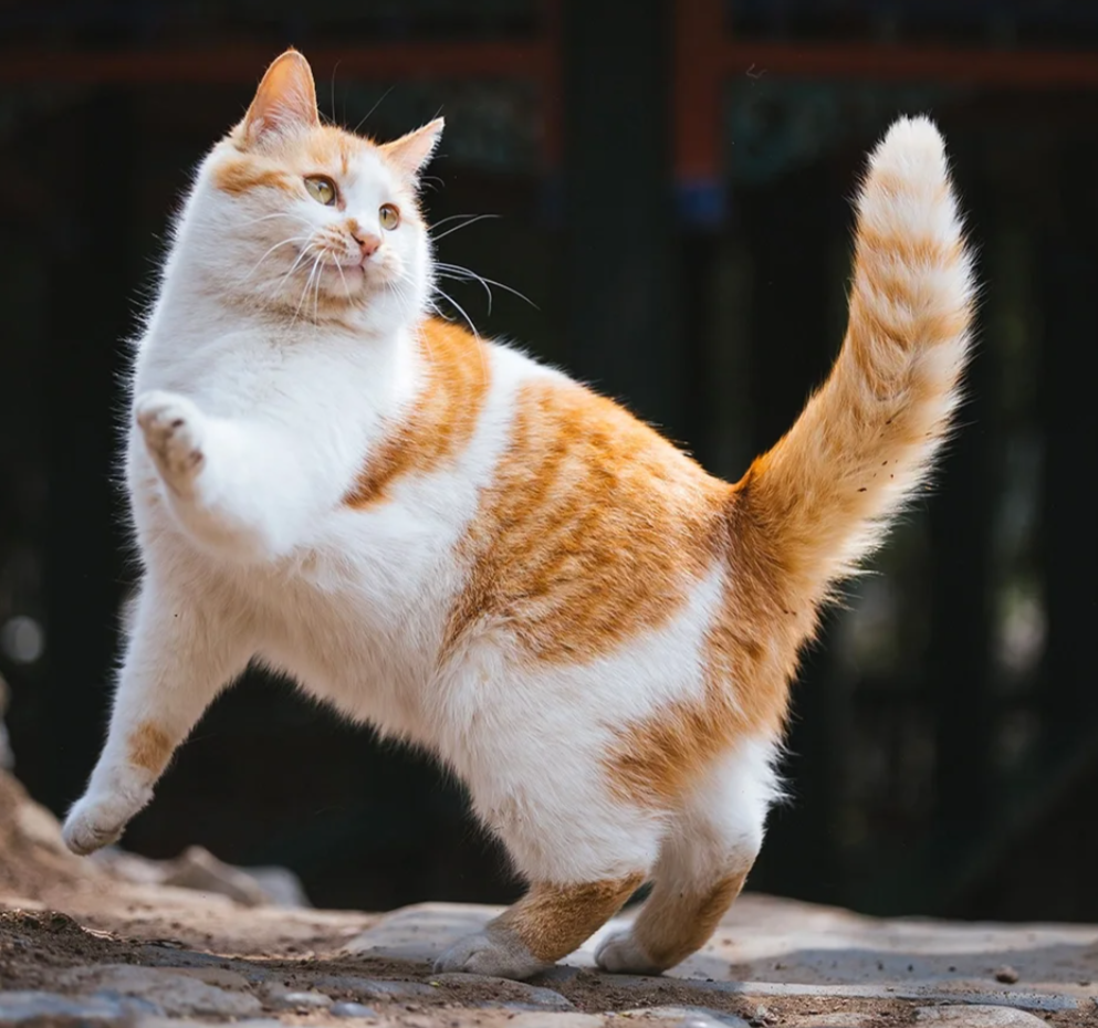 What Are the Warning Signs of Heart Disease in Cats