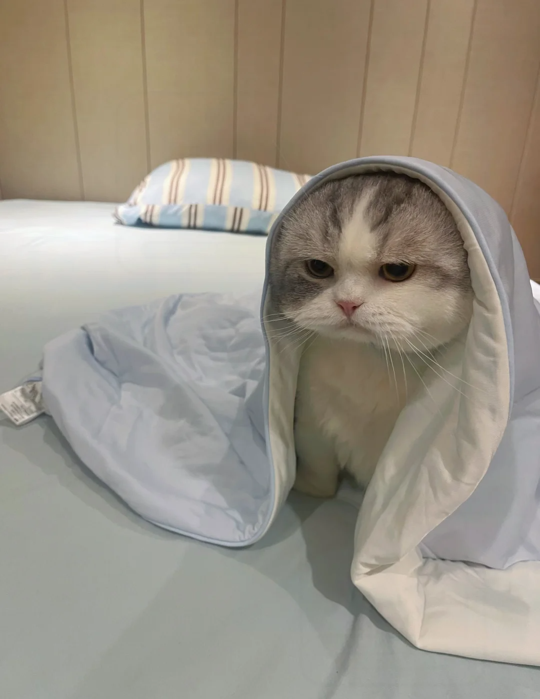 Why is My Cat Vomiting