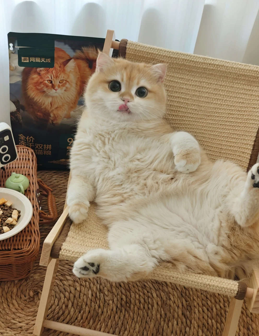 Why Do Cats Purr