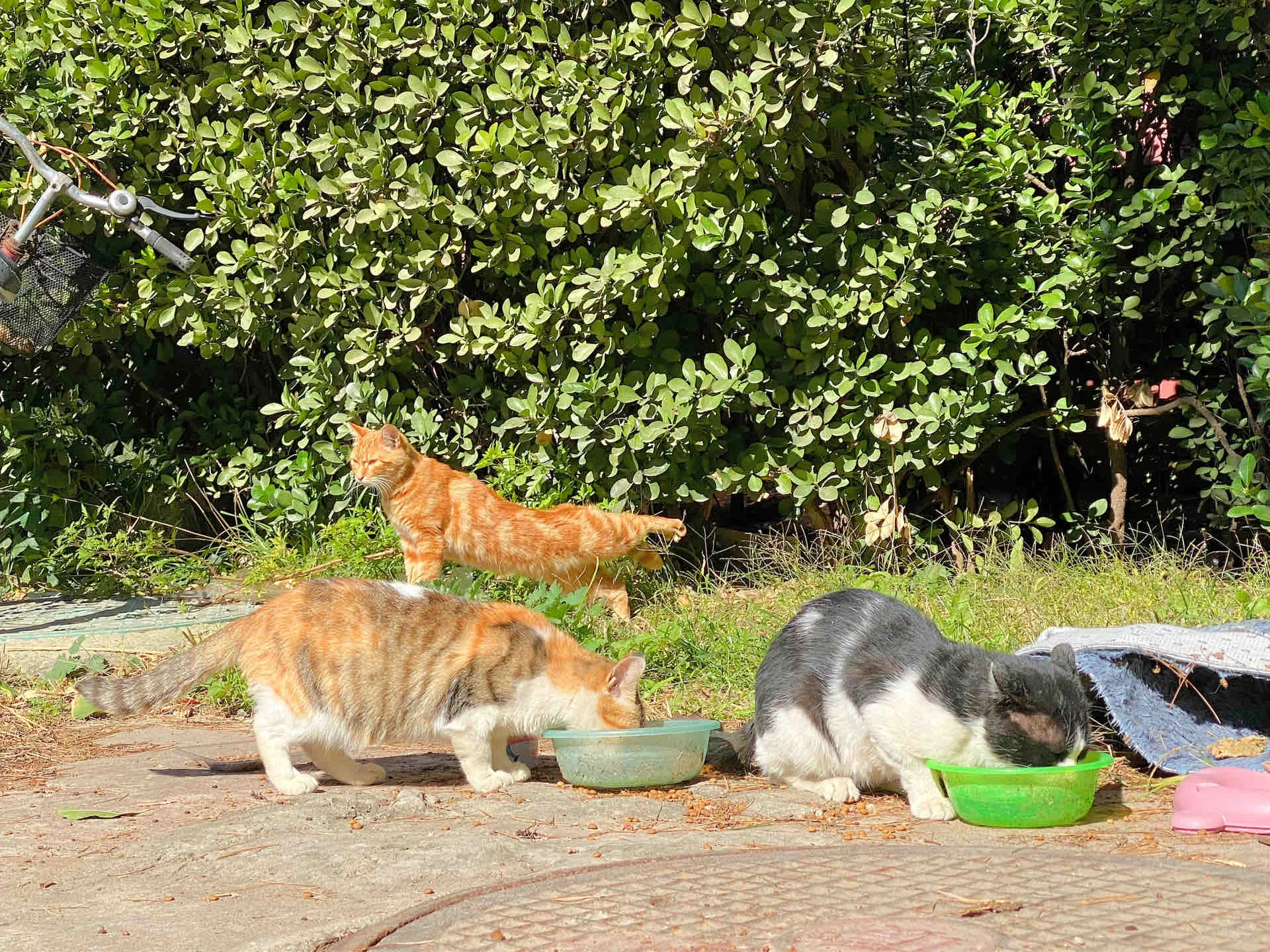 What Is a Scratching Post for Cats