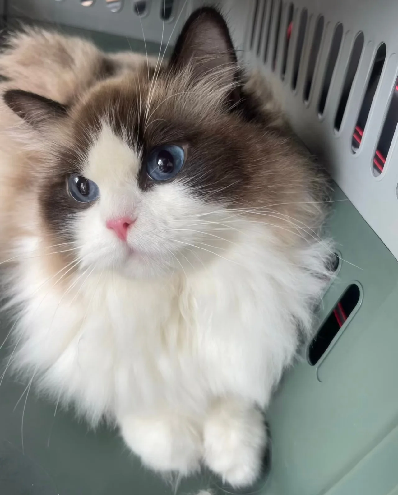 How Can I Tell If My Cat Has Fleas