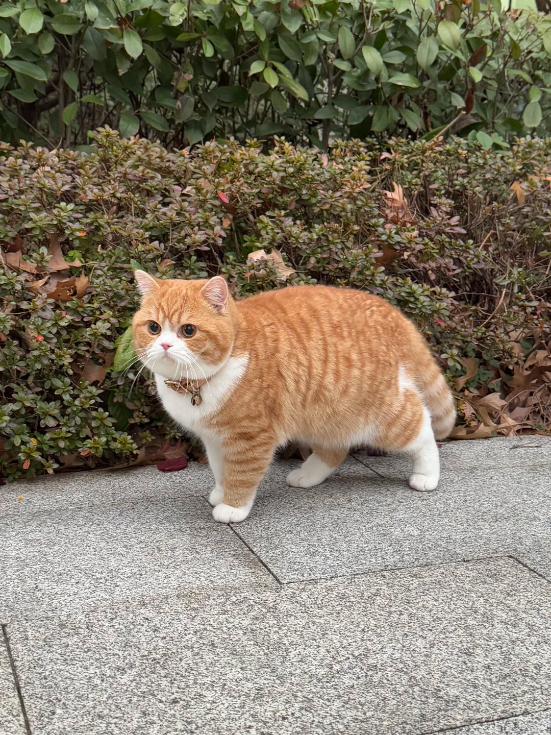 How Do I Know If My Cat Is Anxious
