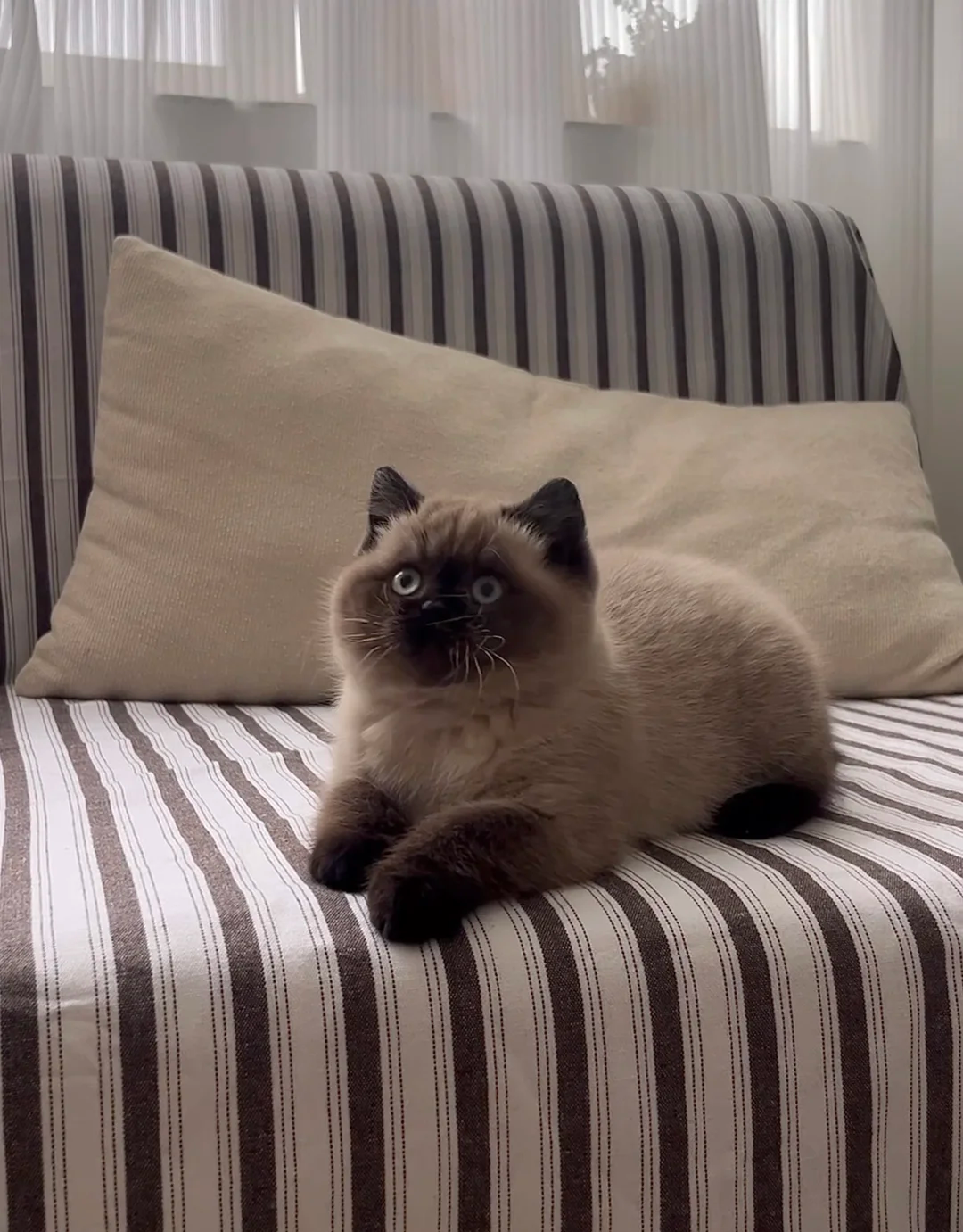 How Do I Kitten-Proof My Home