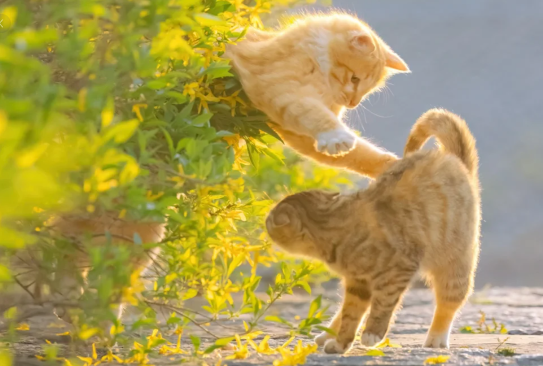 How Do I Slow Down My Cat's Eating