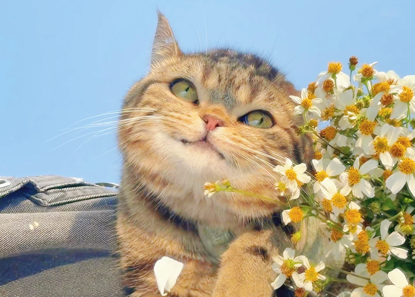 What Is My Cat's Body Language Telling Me