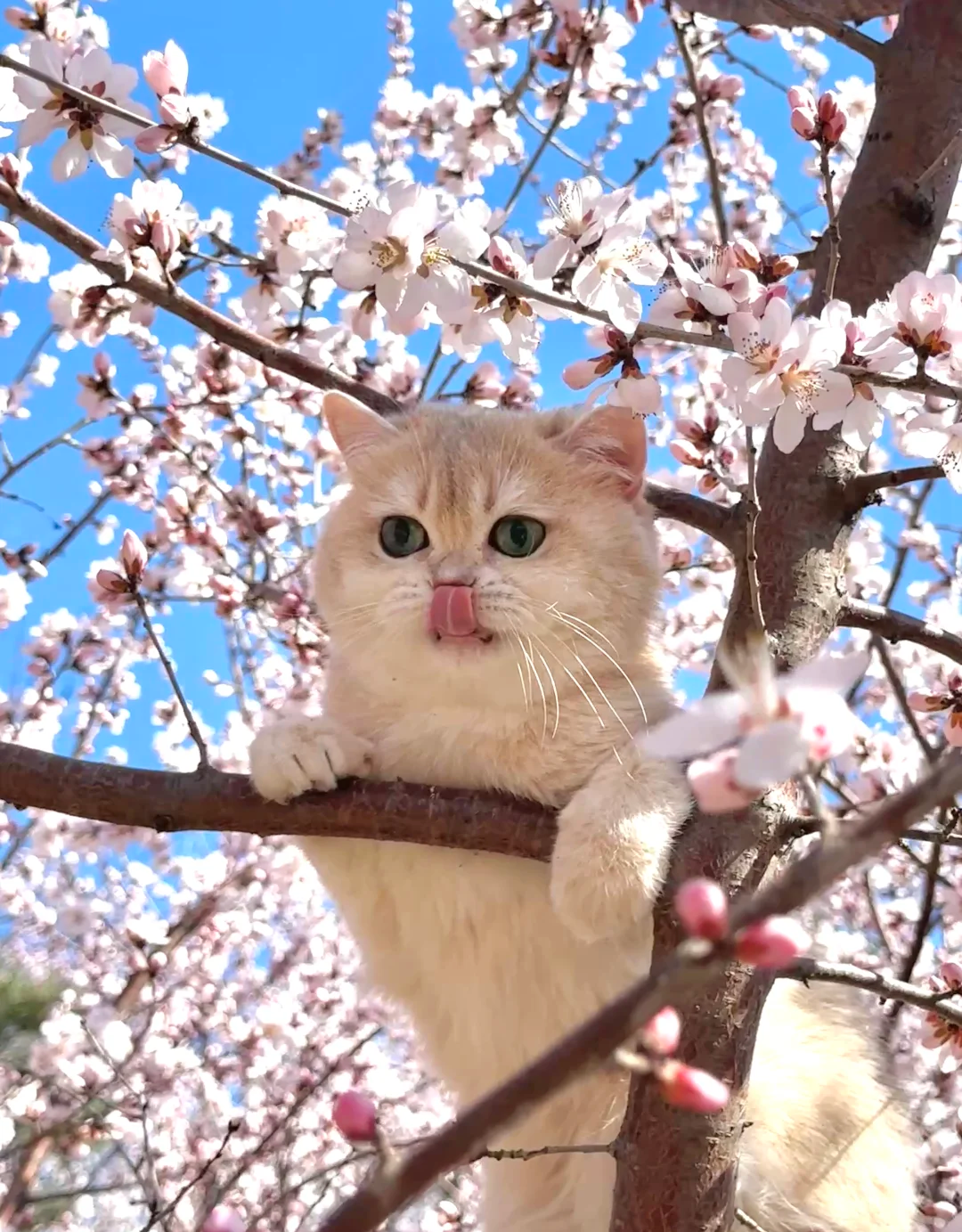 How Can I Fix My Cat's Bad Habits
