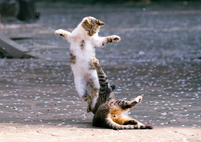 How Do I Perform CPR on My Cat