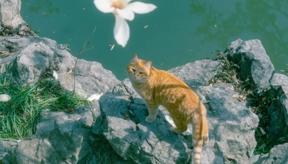 Do Cat Water Fountains Really Help with Hydration