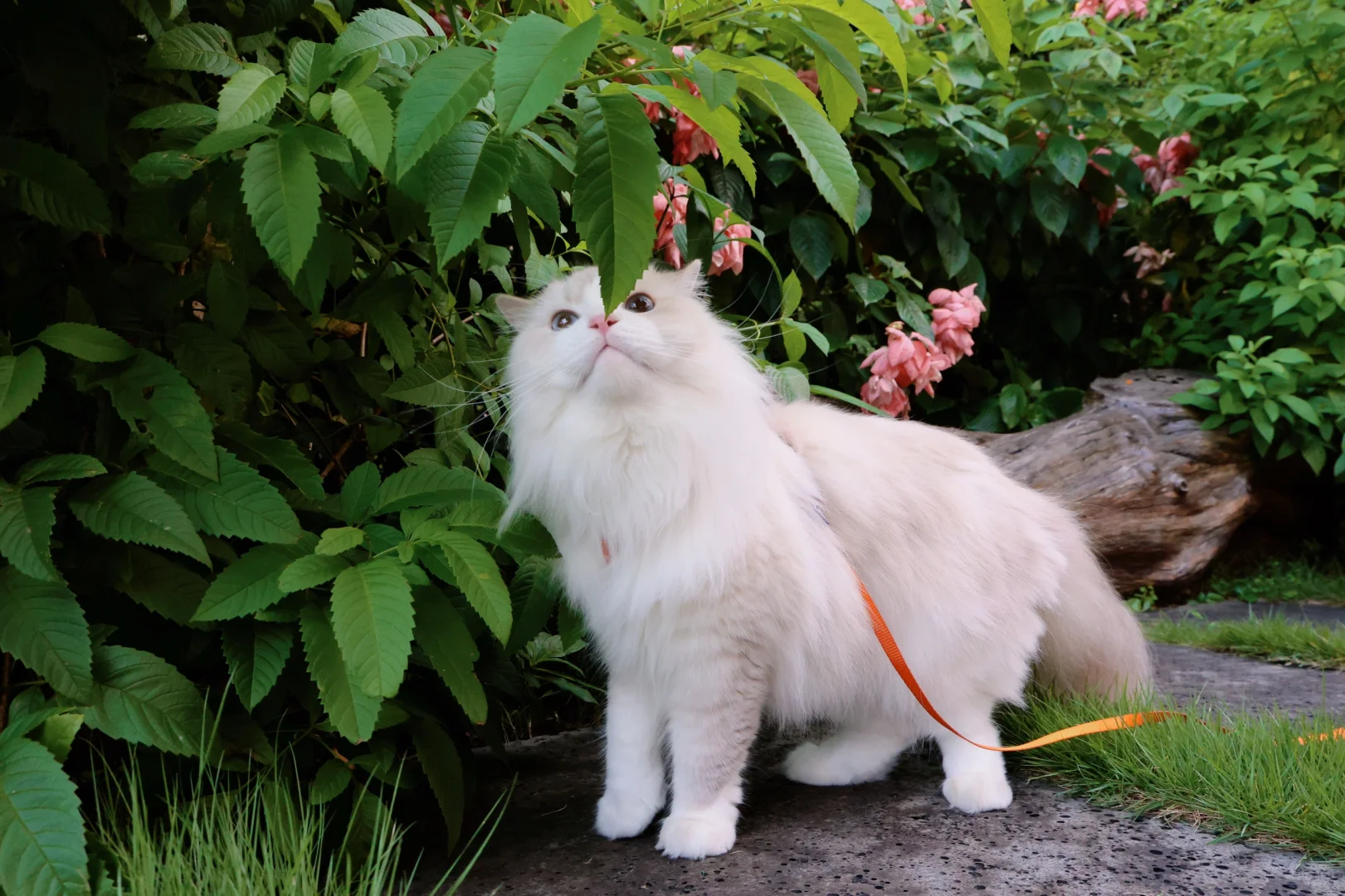 How Often Should I Take My Senior Cat to the Vet