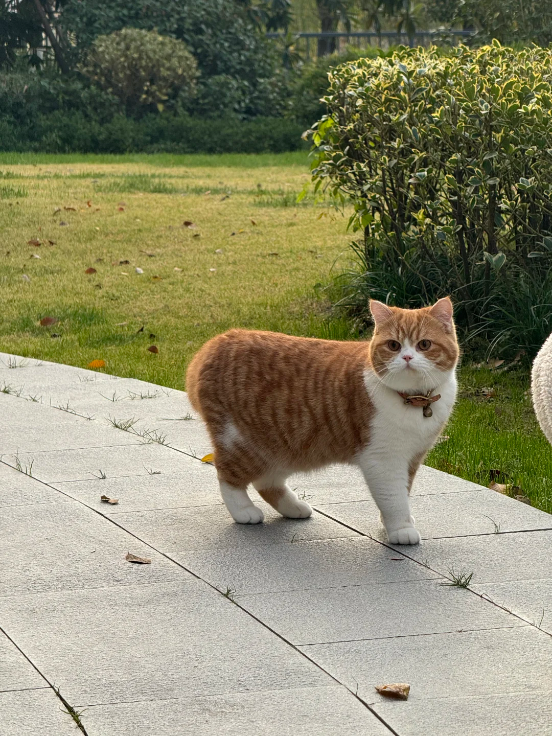 What Medications Are Safe for Cats