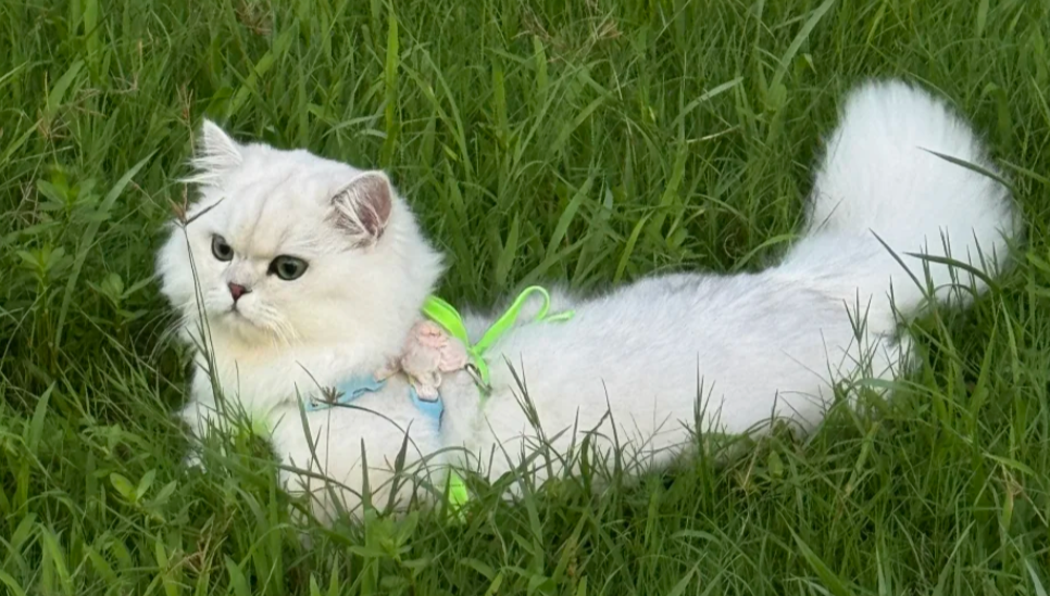 Why Do Cats Knead