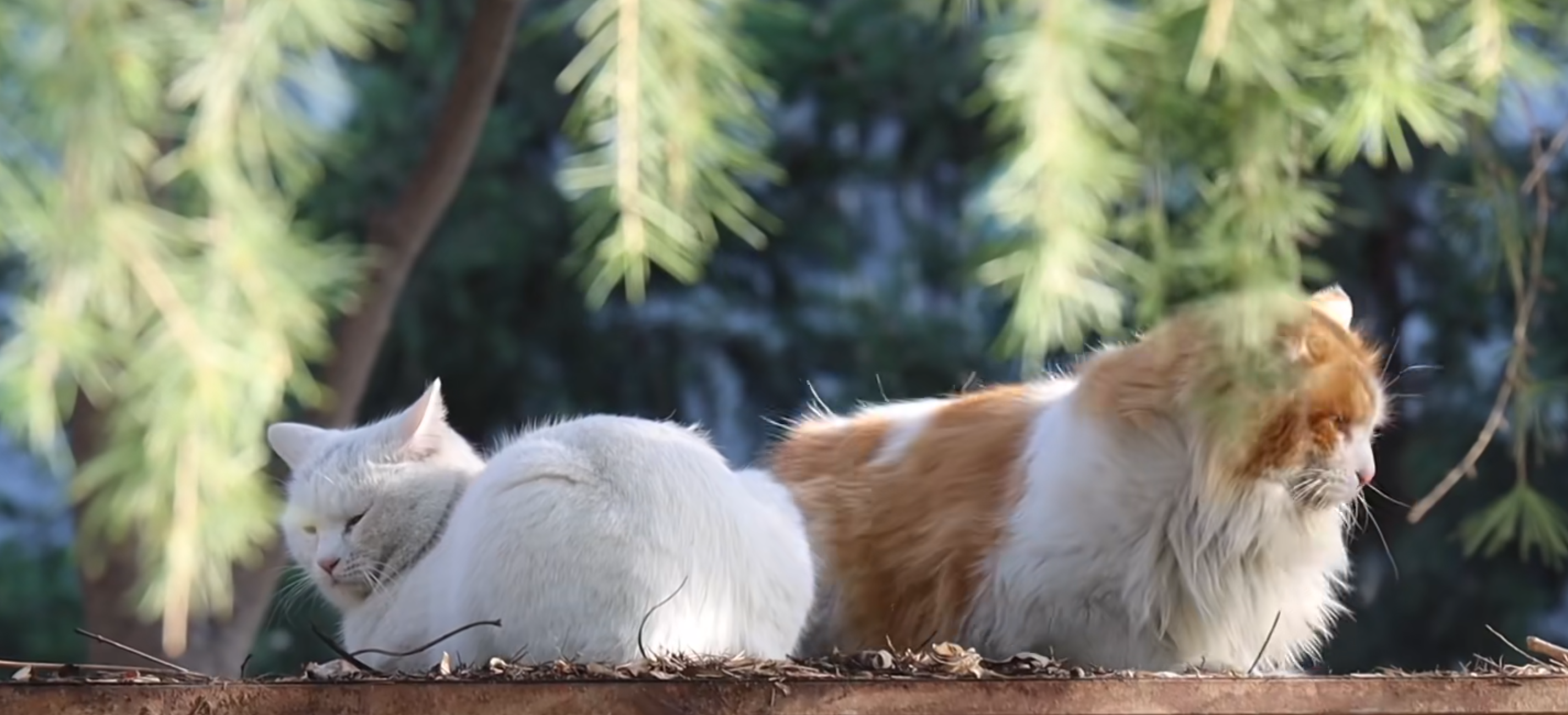 What Should I Do If My Cat Is Choking
