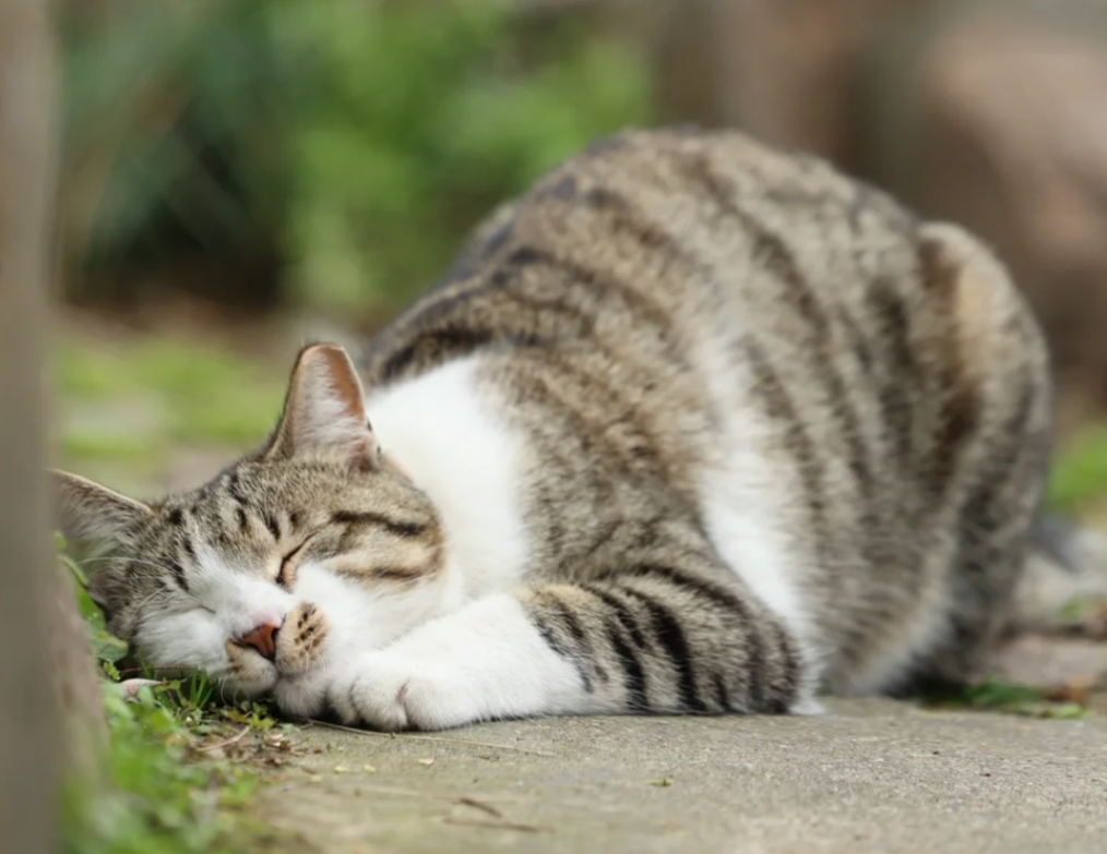 What Are the Most Common Cat Diseases