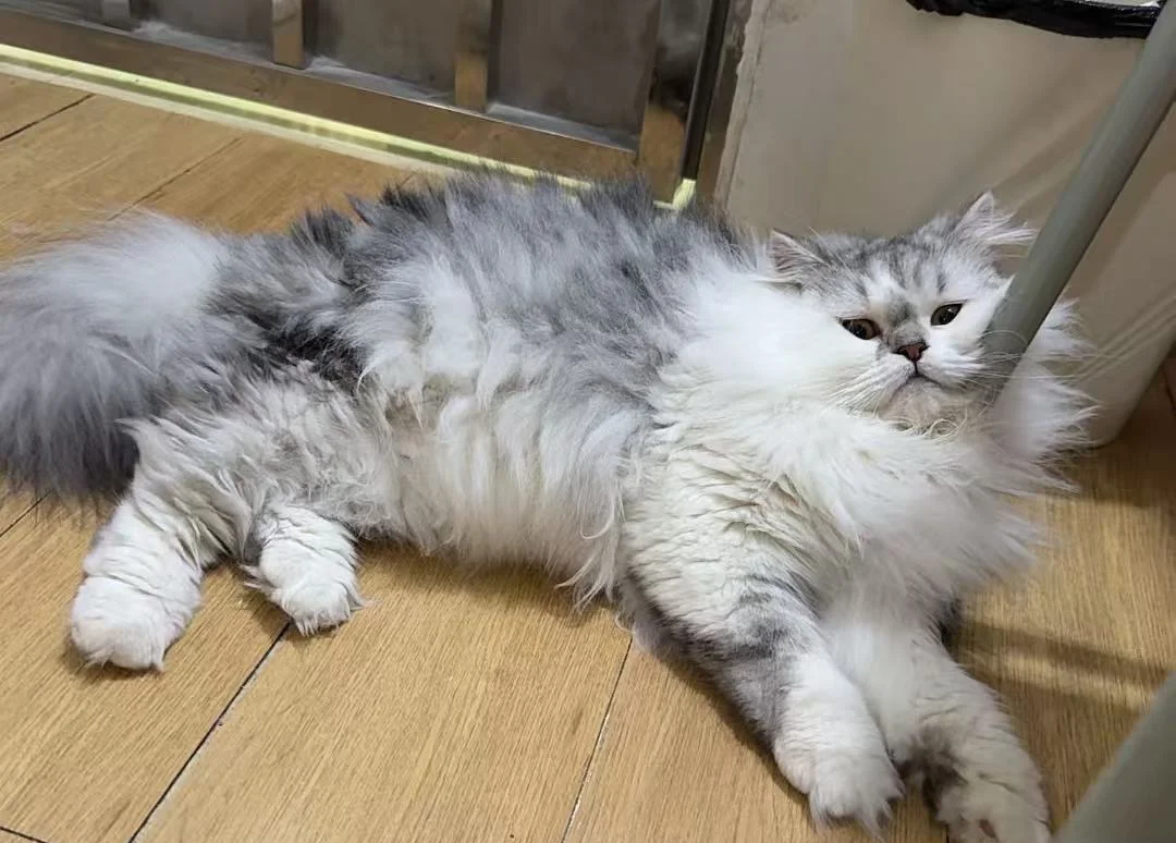 How Should I Set Up Resources for Multiple Cats