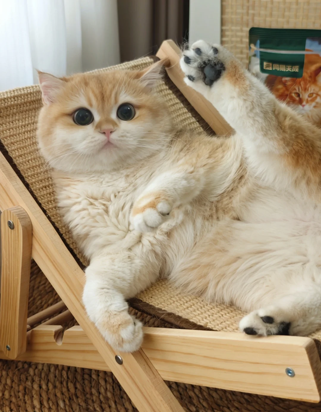 What Is Hyperthyroidism in Cats