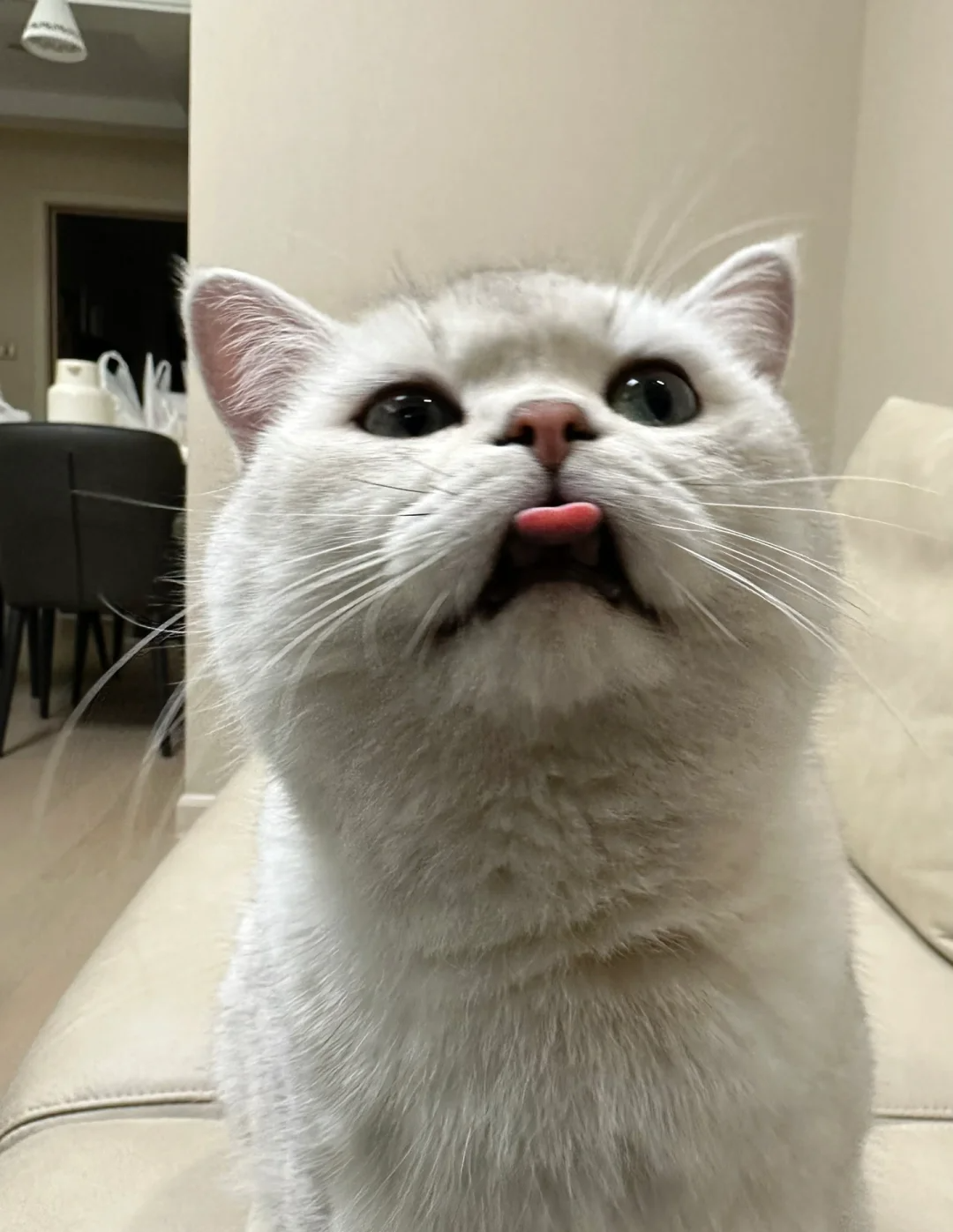 How Is Asthma Treated in Cats