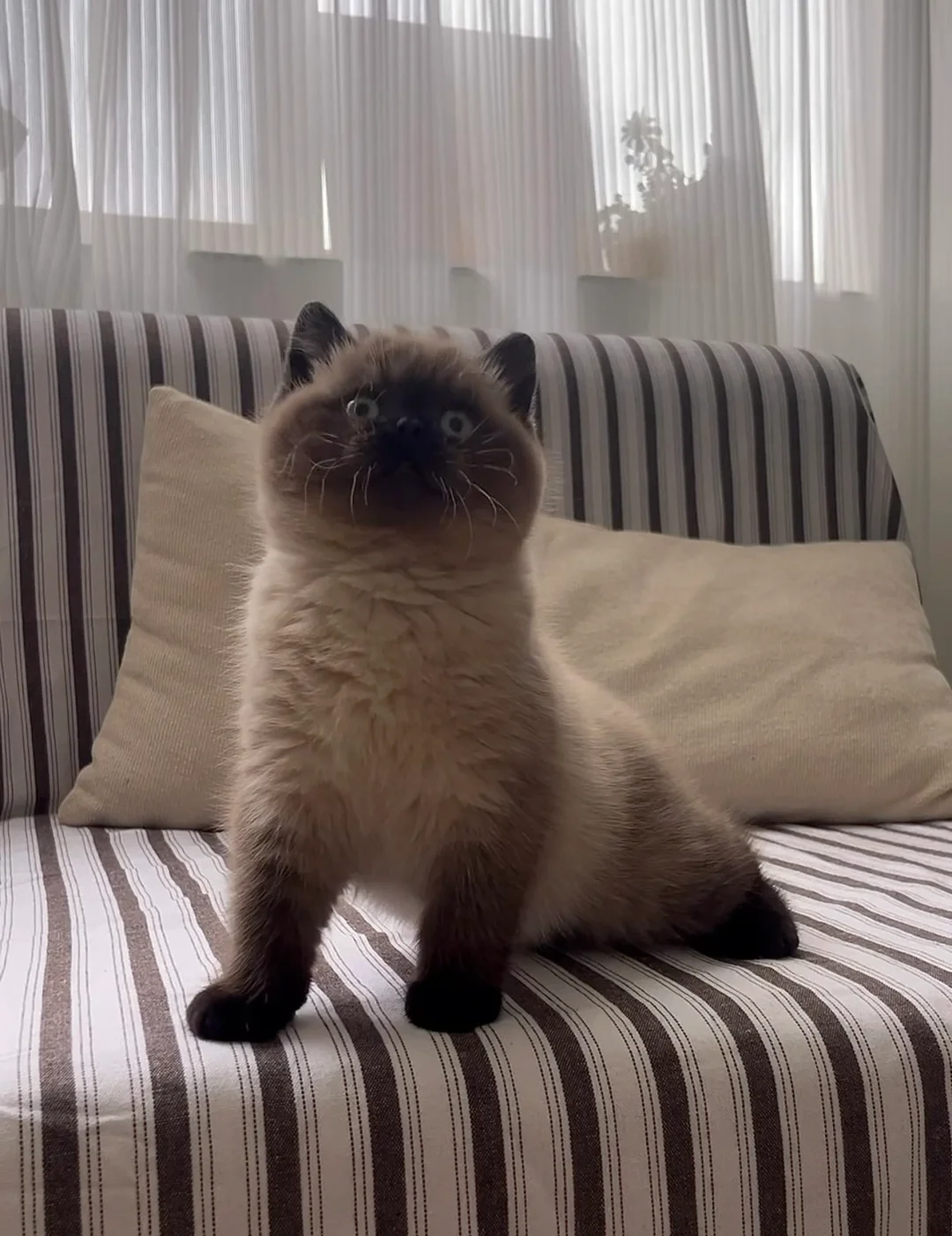 How Much Should I Feed My Cat Daily