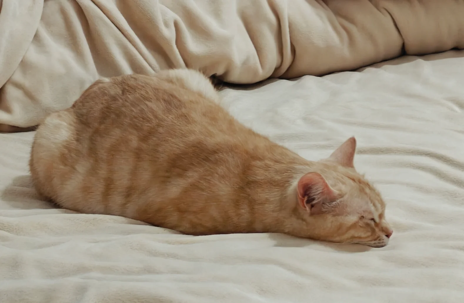 How Do I Trim My Cat's Nails Safely