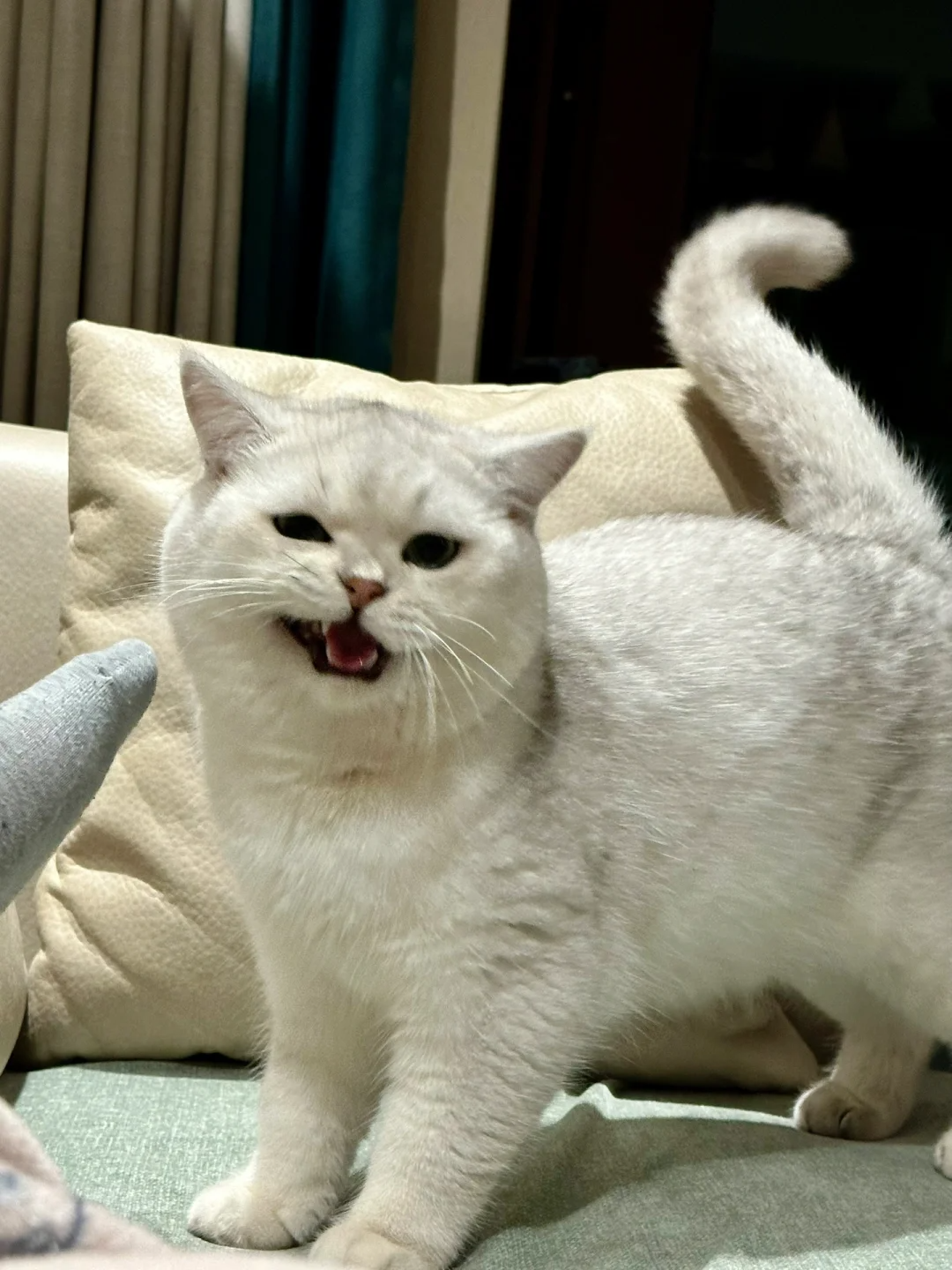 What Behavioral Changes Should I Expect in Senior Cats
