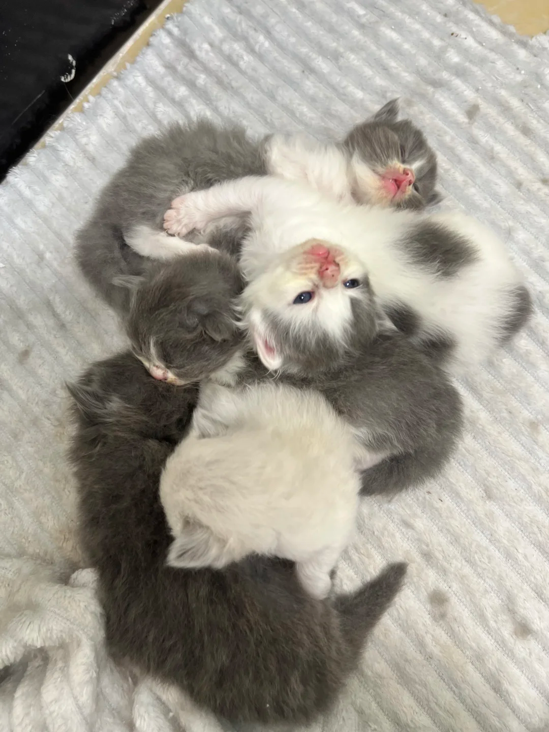 What Are the Signs of Diabetes in Cats