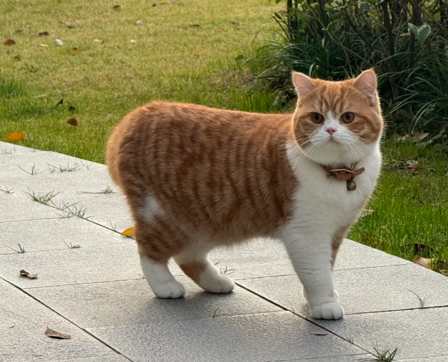 Why Do My Cats Fight