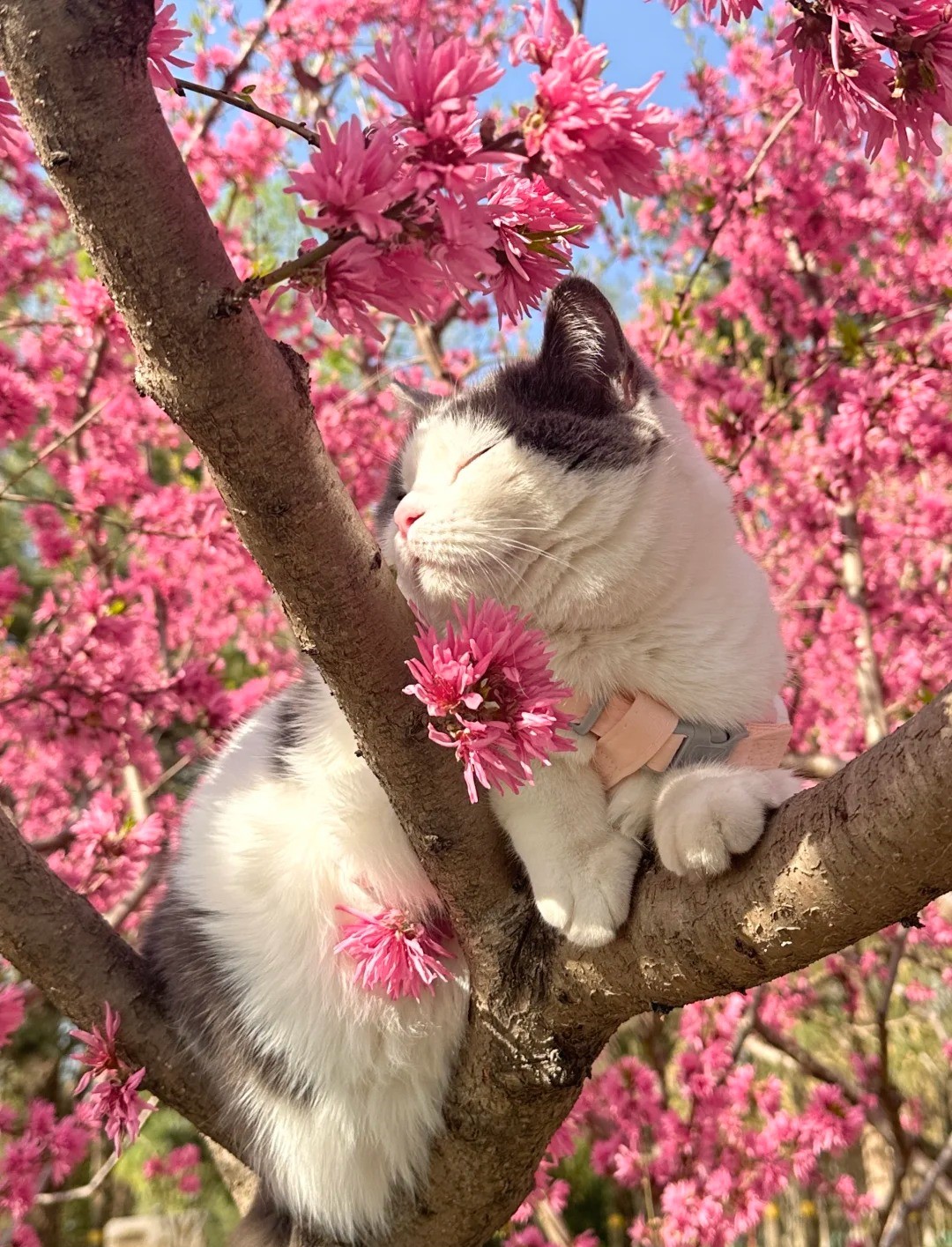 How Do I Stop My Cat from Scratching