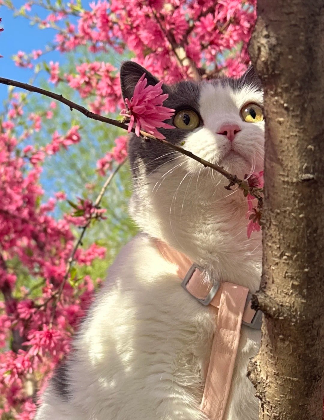What Mobility Aids Can Help My Senior Cat