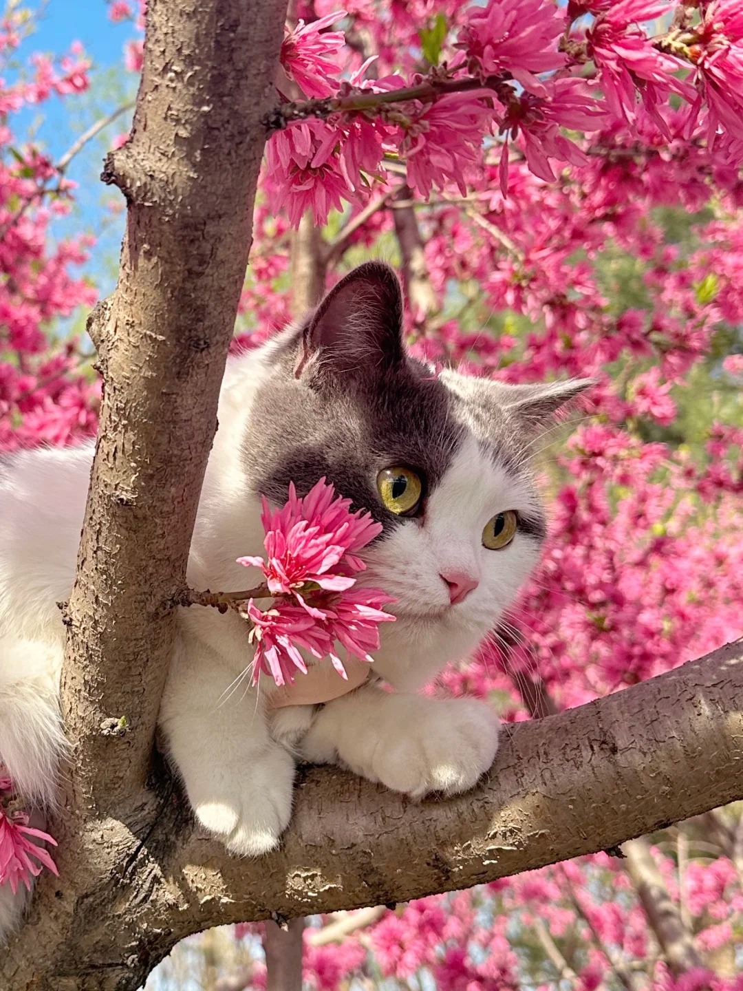 What Are Cat Toys