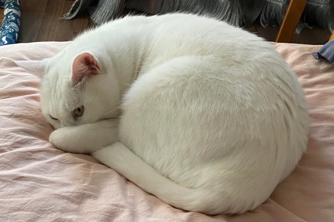 Why Does My Cat Meow at Night