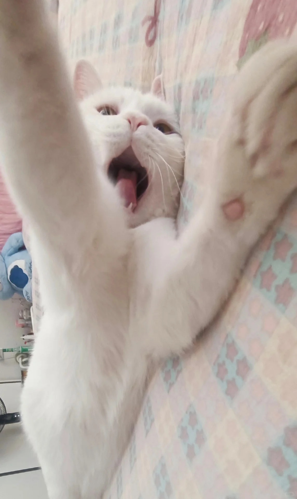 When Should I Take My Cat to the Emergency Vet