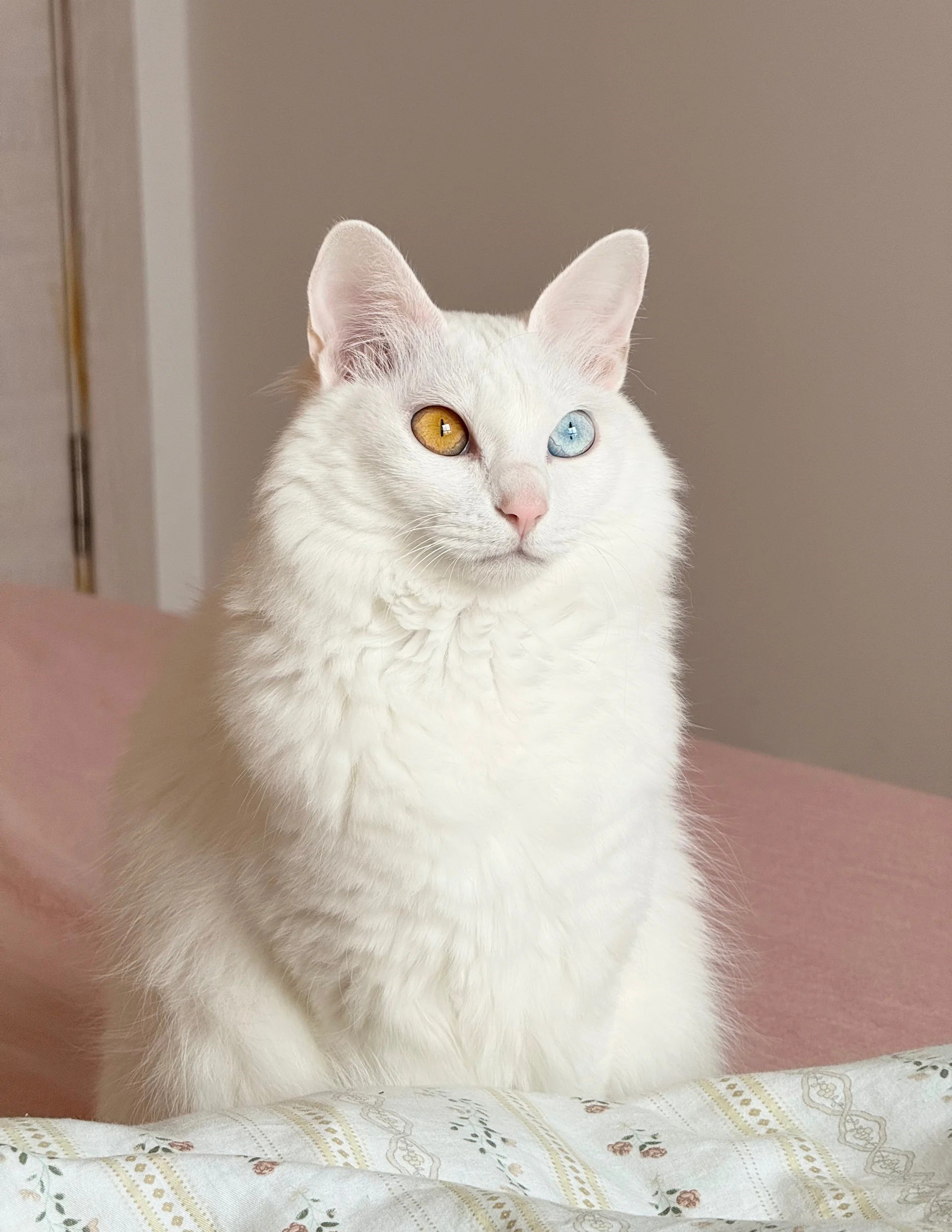 Why Does My Cat Stare at the Wall