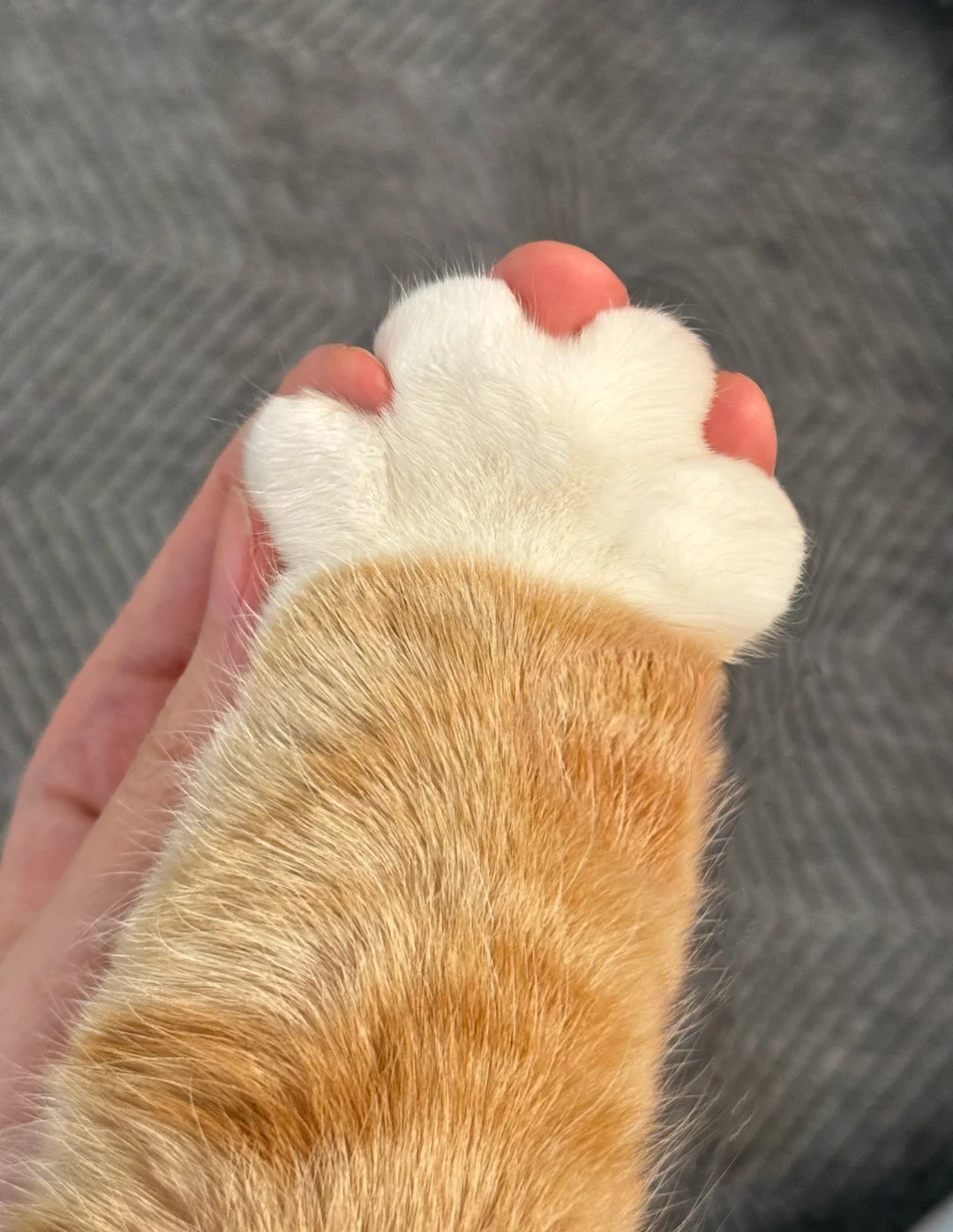 How Do I Cat-Proof My Home