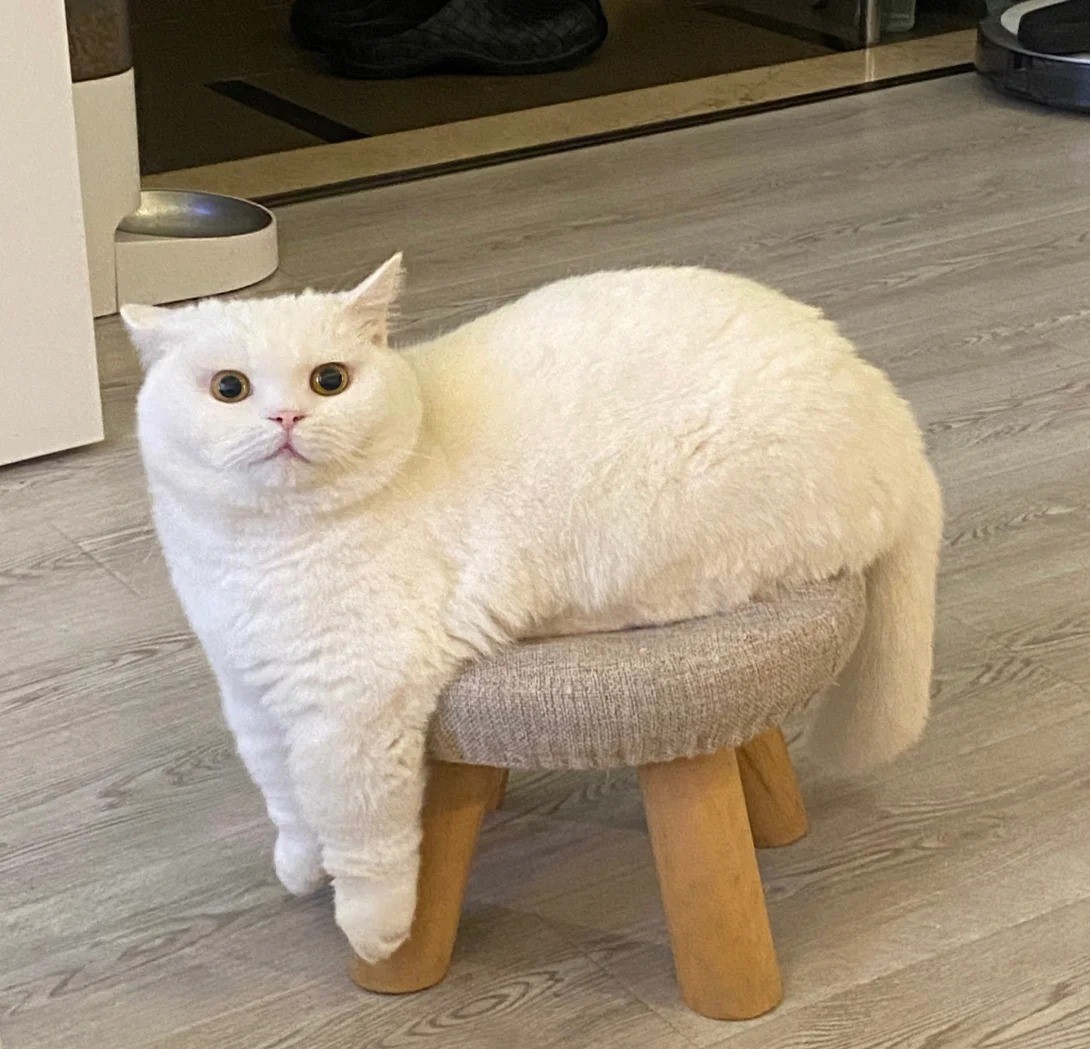 Why Is My Cat So Picky About Food
