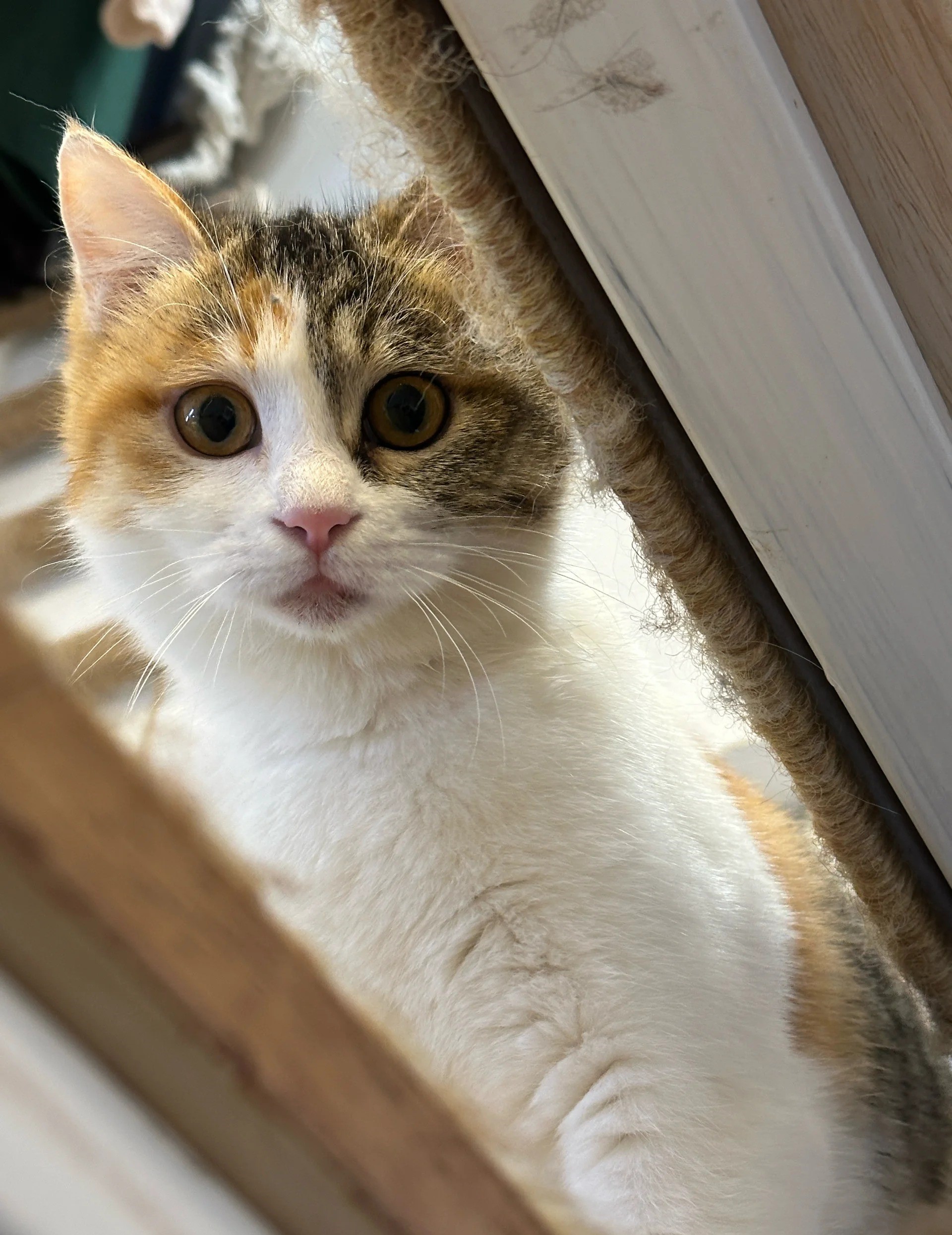 How Do I Socialize My Kitten