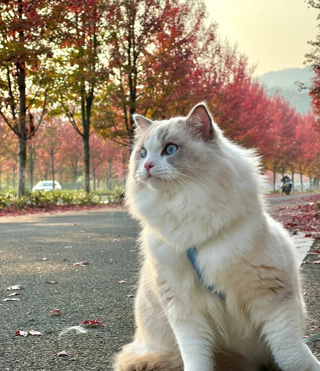Does My Cat Need Supplements