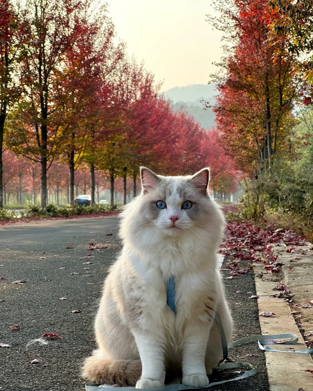How Can I Help My Senior Cat with Arthritis