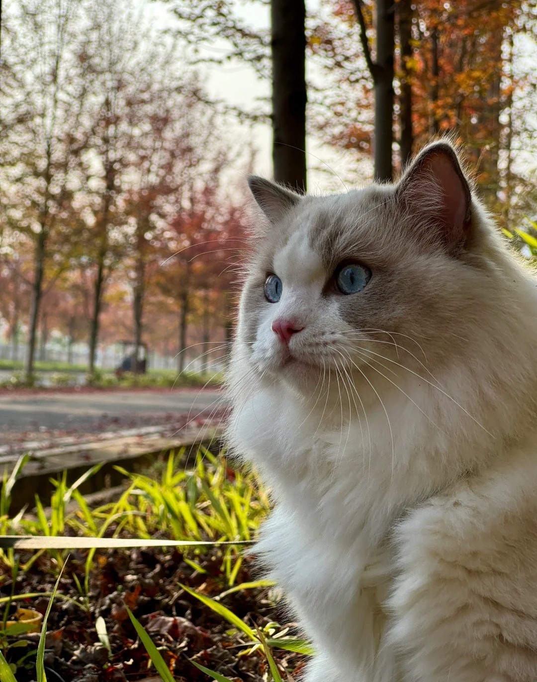 Why Has My Cat's Behavior Changed Suddenly
