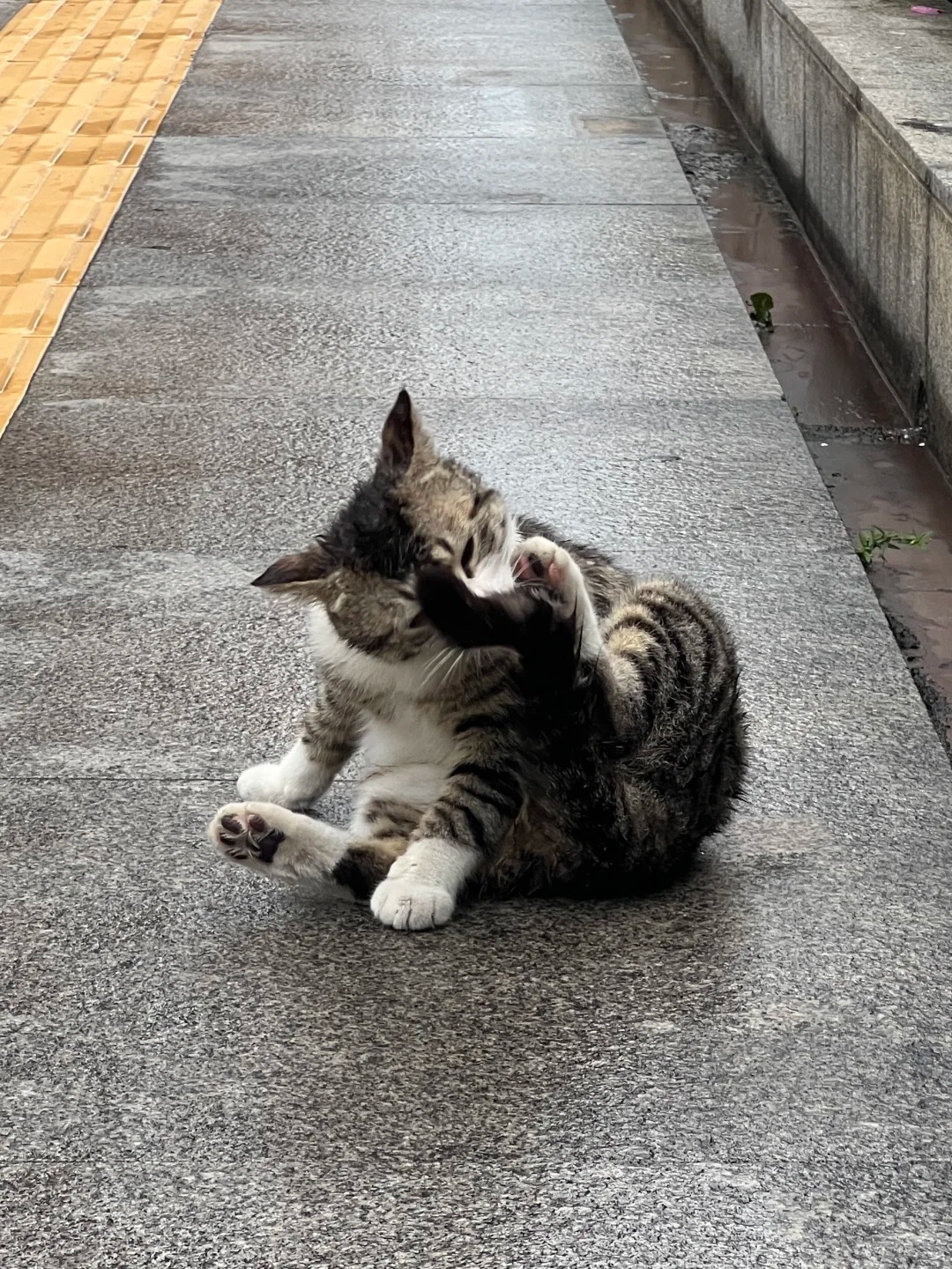 How Often Should I Brush My Cat's Fur