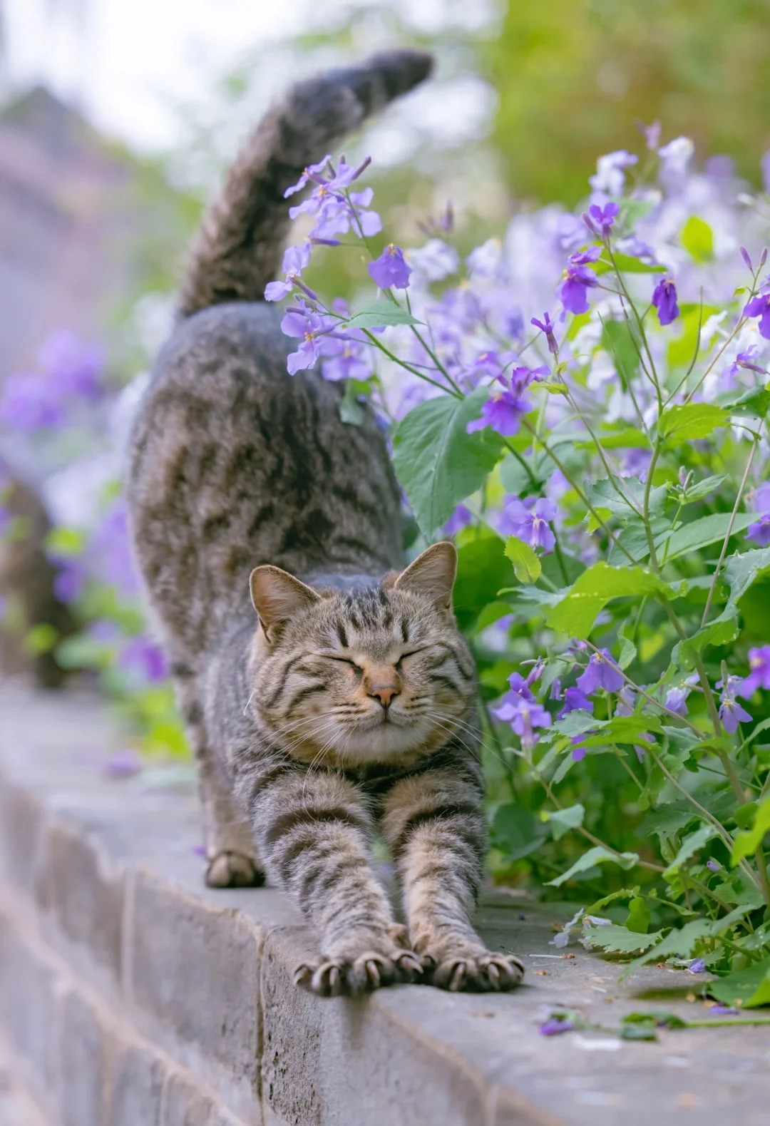 What Foods Are Toxic to Cats