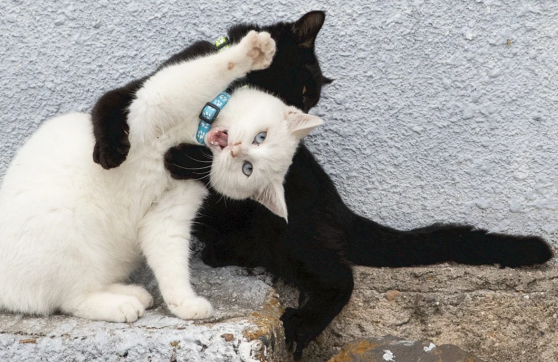 How Do I Stop Territorial Fighting Between Cats
