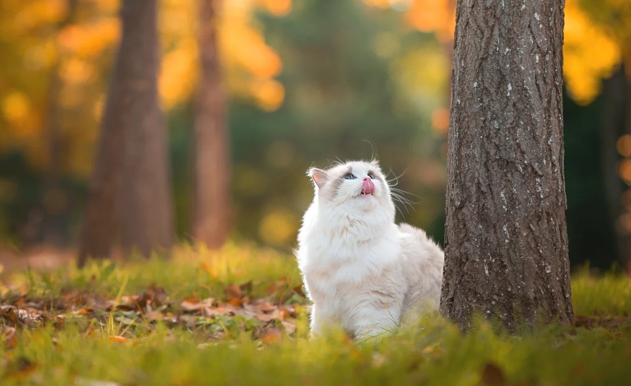 What Are Interactive Toys for Cats