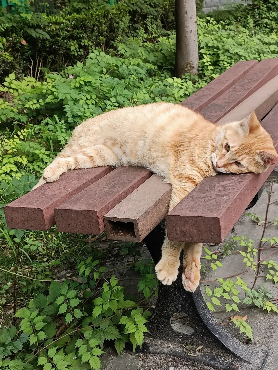 Is a Raw Diet Safe for Cats