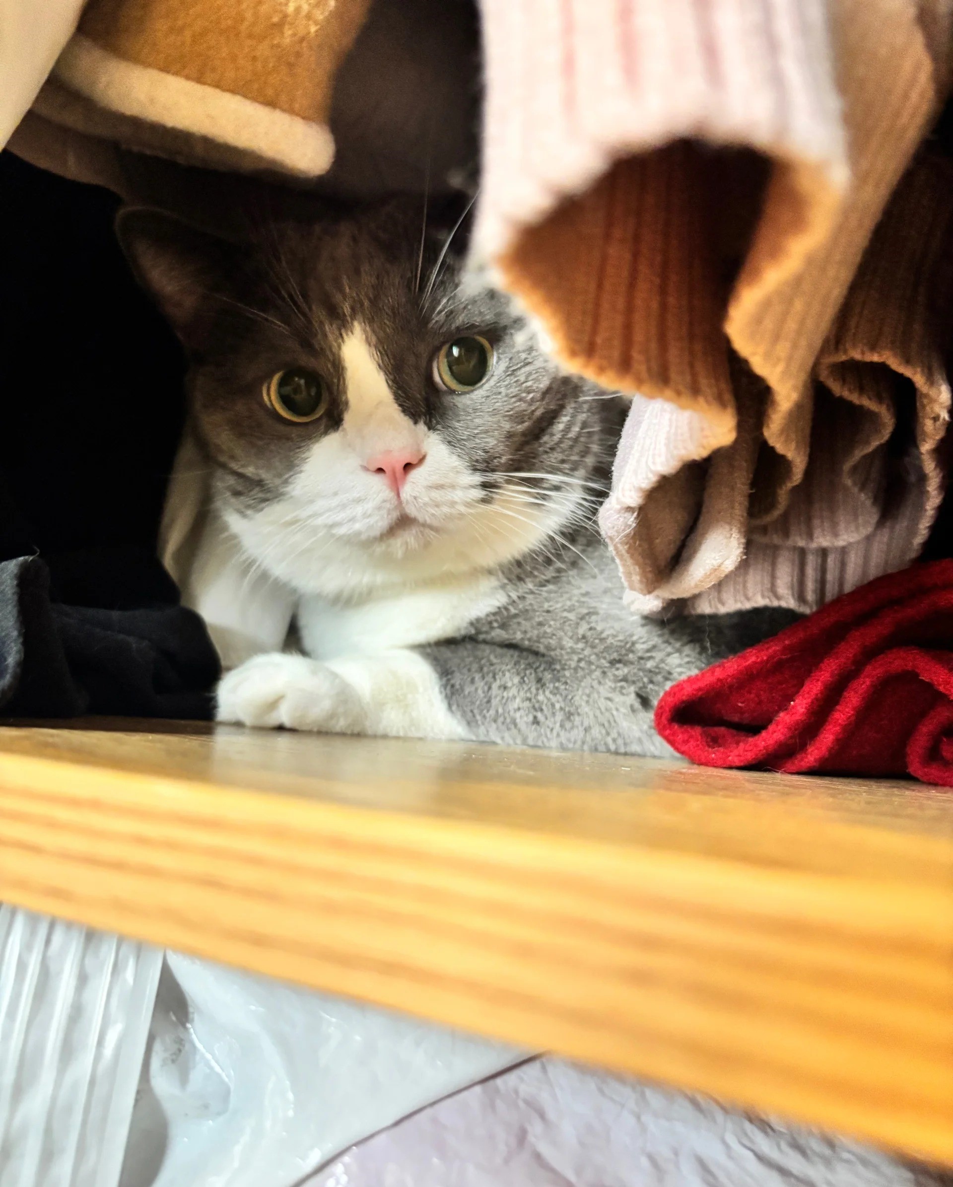 What Is HCM in Cats and How Is It Diagnosed